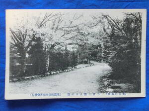 戦前 絵葉書 小倉公園入口の桜 美濃町名勝 小倉山城跡 岐阜県 美濃町山口慈善堂発行 古写真 絵 風景 景色 歴史資料