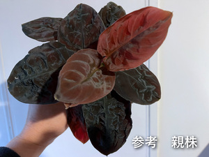 Homalomena sp. Mt. Besar 赤丸 ホマロメナ