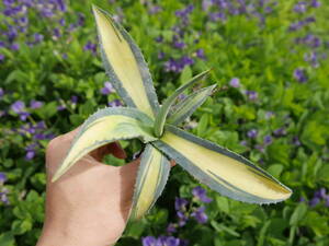  agave America -na yellow middle . inspection )..... brilliancy 