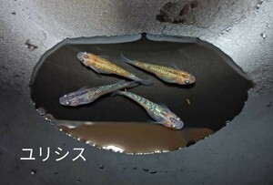 ユリシス【50個＋α】有精卵　めだか 大人気 ラメ　ギラギラ【桜町メダカ】 久しぶりの出品です