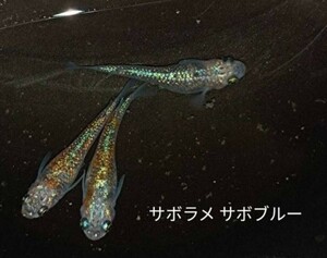 【30個＋α】サボラメ サボブルー 有精卵　めだか　非常に人気です ラメメダカ【桜町メダカ】久しぶりの出品です 