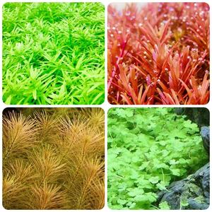  water plants set 4 kind underwater leaf less pesticide less . insect 
