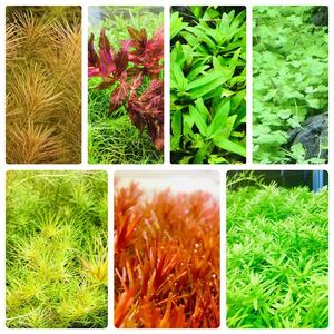 水草セット　7種類 水中葉　無農薬　無害虫
