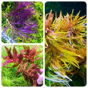  water plants set rare kind underwater leaf less pesticide less . insect 