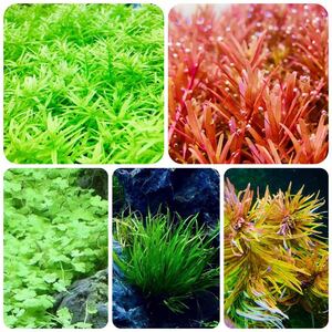  water plants set 5 kind underwater leaf less pesticide less . insect 
