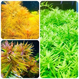  water plants set 3 kind underwater leaf less pesticide less . insect 