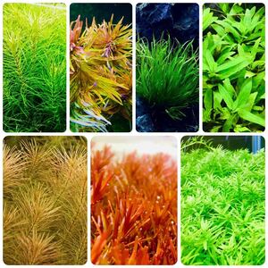  water plants set 7 kind underwater leaf less pesticide less . insect 