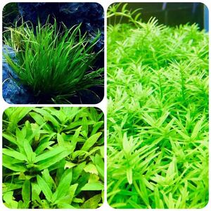  water plants set 3 kind underwater leaf less pesticide less . insect 