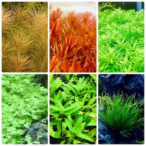 水草セット　6種類 水中葉　無農薬　無害虫