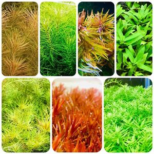  water plants set 7 kind underwater leaf less pesticide less . insect 