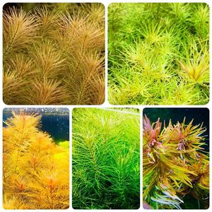  water plants set 5 kind underwater leaf less pesticide less . insect 