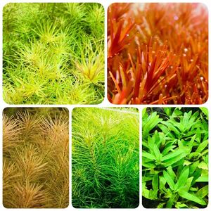  water plants set 5 kind underwater leaf less pesticide less . insect 