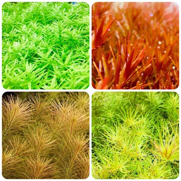 水草セット　4種類 水中葉　無農薬　無害虫
