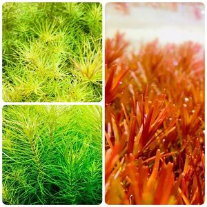  water plants set 3 kind underwater leaf less pesticide less . insect 