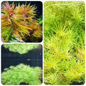  water plants set 3 kind underwater leaf less pesticide less . insect a