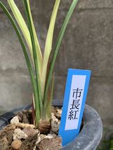 中国春蘭 建蘭 【市長紅】 2本立 新芽付き　葉長は約47cm【春蘭、寒蘭、長生蘭、万年青、中国蘭、山野草、東洋蘭】_画像5