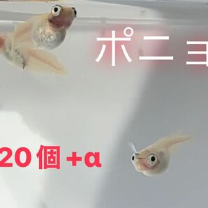 ポニョ めだか メダカの卵