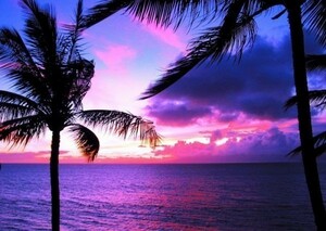 ハワイ オアフ島のパームツリーとパープルサンセット 夕焼け ヤシの木 海 絵画風 壁紙ポスター A2版594×420mm（はがせるシール式）033A2