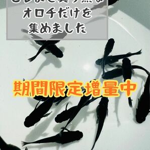 真っ黒オロチ 卵30個＋α 【たこメダカ】