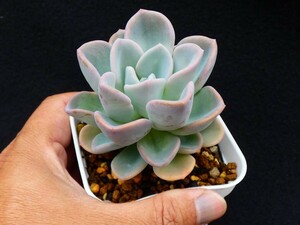 オルペット　Orpets　多肉植物 エケベリア 抜き苗