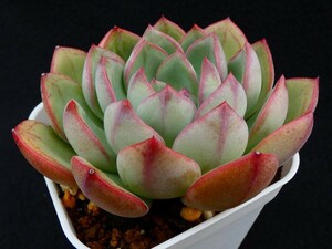 紅司×ラウリンゼ◆充実株◆（nodulosa'Painted Beauty'×Laurinze） 多肉植物 エケベリア 抜き苗