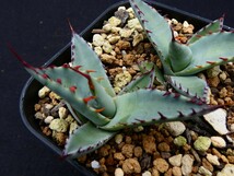 屈原の舞扇◆根あり２頭セット◆ Agave palmeri ssp. palmeri Kutsugen no Maiougi アガベ 国内育成_画像7