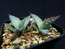 屈原の舞扇◆根あり２頭セット◆ Agave palmeri ssp. palmeri Kutsugen no Maiougi アガベ 国内育成_画像5