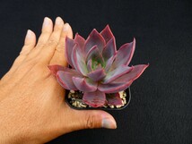 フィリスコリス◆２頭セット◆　Phyllis Collis（cante×affinis） 多肉植物 エケベリア 抜き苗_画像3