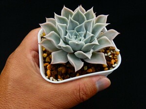 リラシナ×ラパス◆充実株◆（lilacina×La Paz） 多肉植物 エケベリア 抜き苗