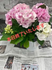 紫陽花ハイドランジア コットンキャンディー5寸美品 花言葉……私を包んで 