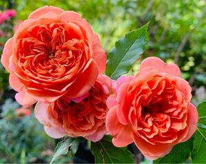 バラ苗　　濃いオレンジ　　人気種　四季咲き　中香