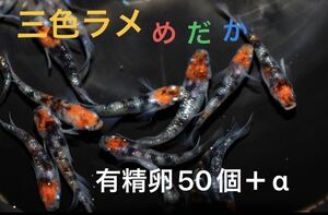 極上三色ラメメダカ　有精卵50個＋α No.9