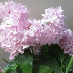 咲き進みカットあり☆彡人気アジサイ ★ 大栄花園 綺麗に満開  桜のころ５号 Dの画像7