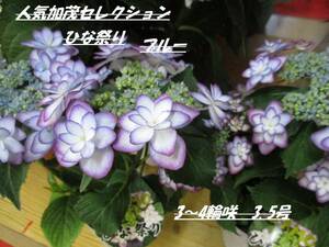  remainder a little service special price * popular .. selection Hinamatsuri blue 3~4 wheel ..3.5 pot 