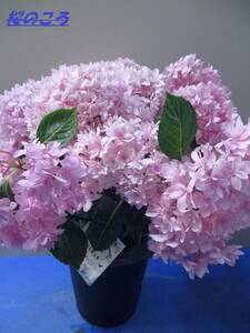  популярный гортензия * большой . цветок . красиво полный . Sakura. ..5 номер 