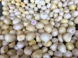  new thing. jumbo garlic, approximately 5kg, Kumamoto prefecture production 