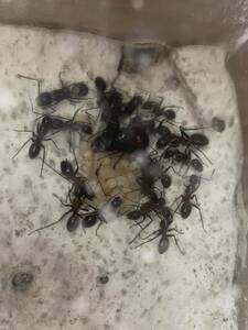 女王蟻　ムネアカオオアリ女王蟻一匹と働き蟻十匹以上のコロニー　自由研究　昆虫　虫　プレゼント　ギフト　