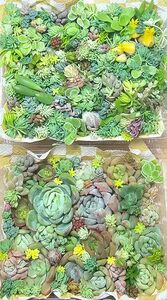 場所整理の為☆とってもお得な韓国苗・多肉植物セット☆エケベリア☆セダム1パック付☆ネコポス発送③