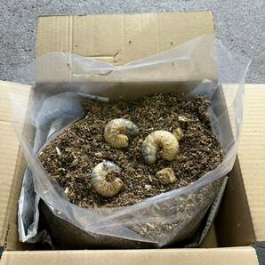 昆虫 生体 国産カブトムシ幼虫 10匹の画像1