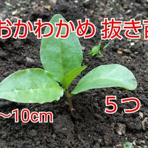 おかわかめ抜き苗 ５つ