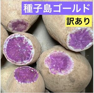 訳あり種子島ゴールド切り口の大きい芋2.5㎏