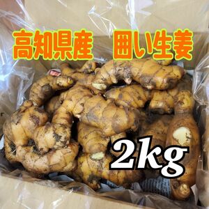 高知県産　囲い生姜　2kg 