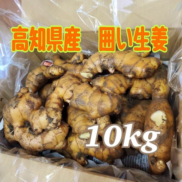 高知県産　囲い生姜　10kg 