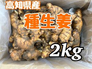高知県産　種生姜　2kg 