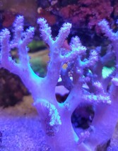 *サンゴ*　ヤナギカタトサカ　ライトグリーン&ホワイトカラー1　Mサイズ_画像3