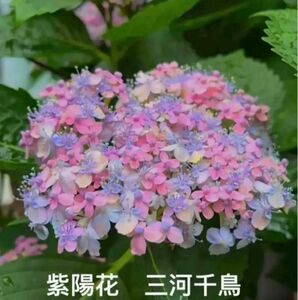 紫陽花 2色セイト　越冬苗