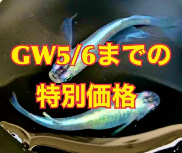 幹之（みゆき）ヒレ長 有精卵30個プラスα 青 みゆきヒレ長 めだかの卵 メダカ【綺（あや）めだか】