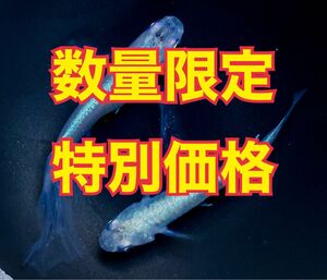 特別価格　幹之（みゆき）ヒレ長 有精卵30個プラスα 青 みゆきヒレ長 めだかの卵 メダカ【綺（あや）めだか】