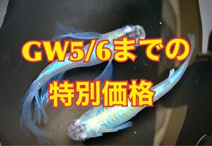 幹之（みゆき）ヒレ長 有精卵30個プラスα 青 みゆきヒレ長 めだかの卵 メダカ【綺（あや）めだか】