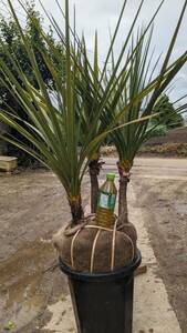  dracaena odour shu Rolland 3ps.@..